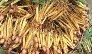 củ ngải bún nguyên liệu góp phần tạo nên món bún nước lèo sóc trăng